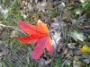 Autumn Leaf 1