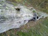 Reclining Tree 2