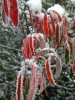 Red Ice Leaves 2