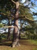 Triple Cedar